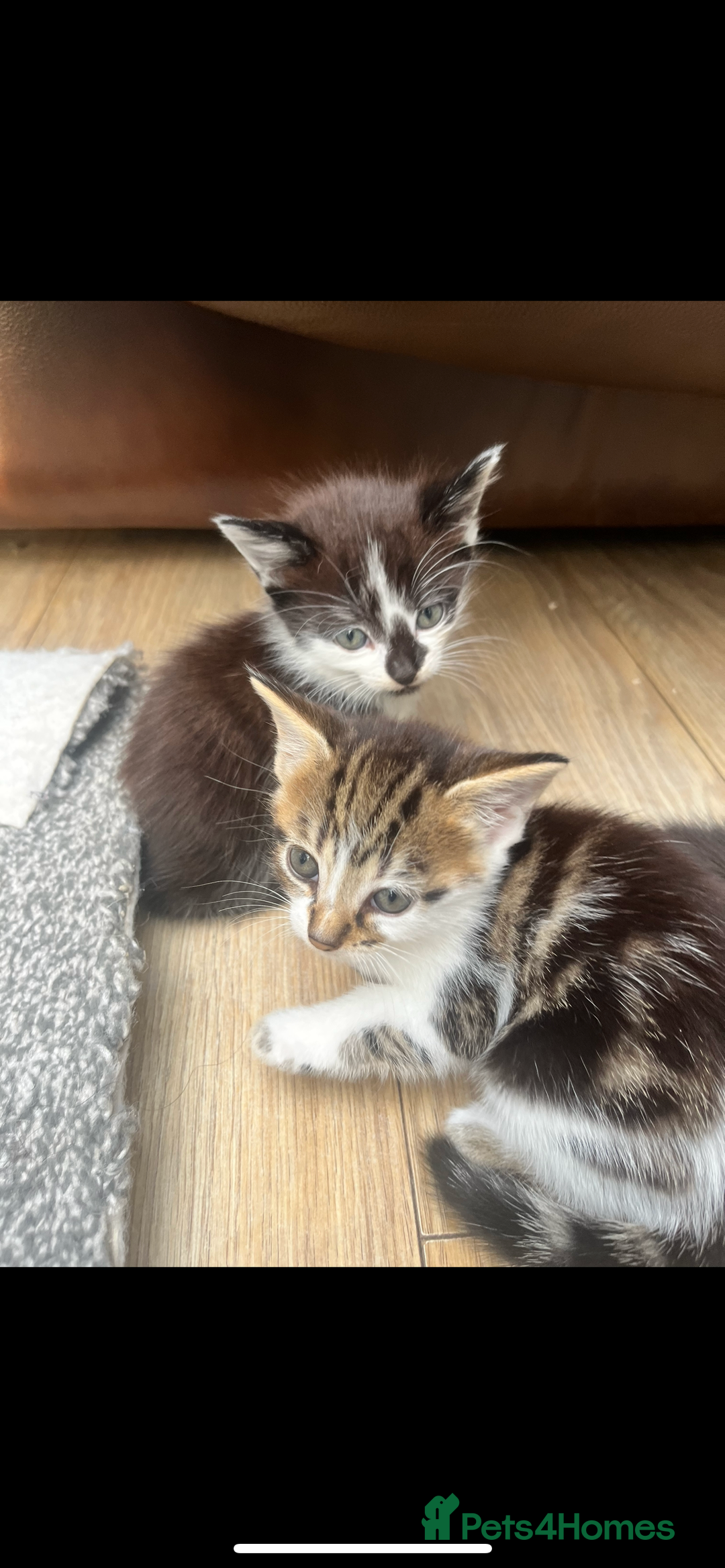 Mixed Breed cats for sale: 🐾 Adorable Kittens Looking for Loving Homes 🐾 - Image 1