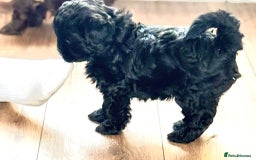 Shihpoo dogs for sale: Ready now, stunning Shihpoo puppies £1650 - Image 6