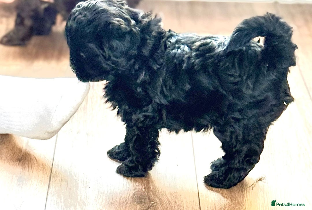 Shihpoo dogs for sale: Ready now, stunning Shihpoo puppies £1650 - Image 6