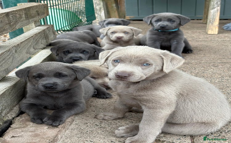 Labrador Retriever dogs - Advert 4