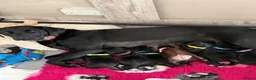 Labrador Retriever dogs for sale: KC registered puppies for sale. - Advert 13