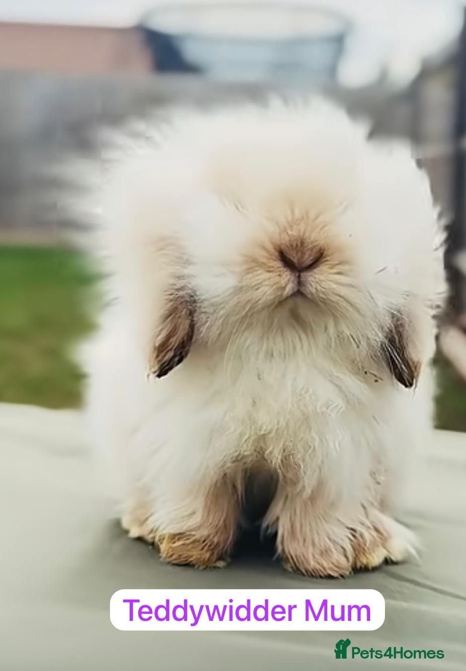 Mixed Breed rabbits Teddywidder - Advert 2