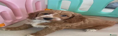 Cockapoo 1