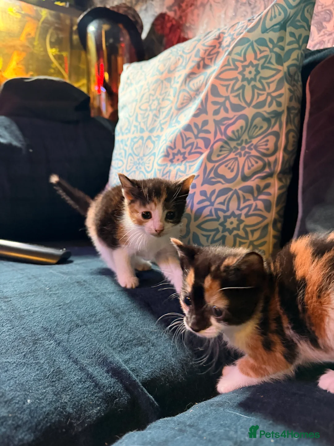 Domestic Shorthair cats for sale: 4 beautiful girl kittens  - Advert 2