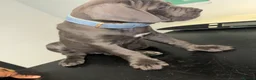 Cane Corso dogs for sale: Grand champion bloodline Cane Corso puppies  - Advert 35