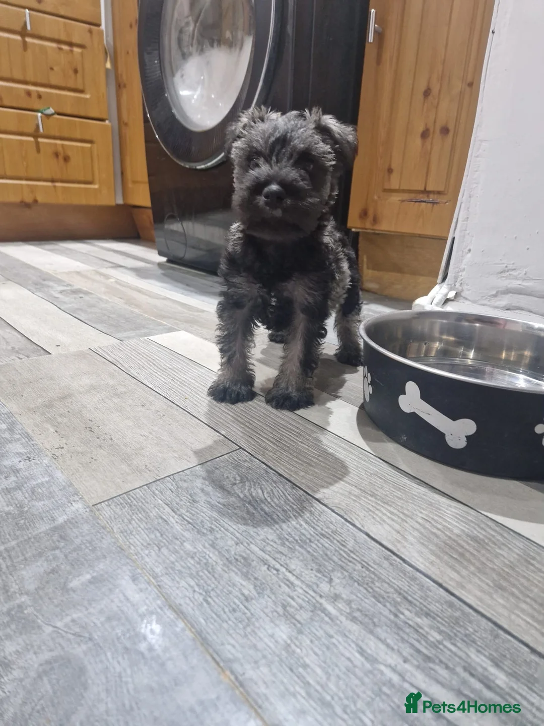 Miniature Schnauzer dogs for sale: One female miniature schnauzer remaining  - Advert 8