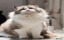 Ragdoll cats for stud: 5 Pedigree TICA European Famous R-Bloodline  in London - Image 19