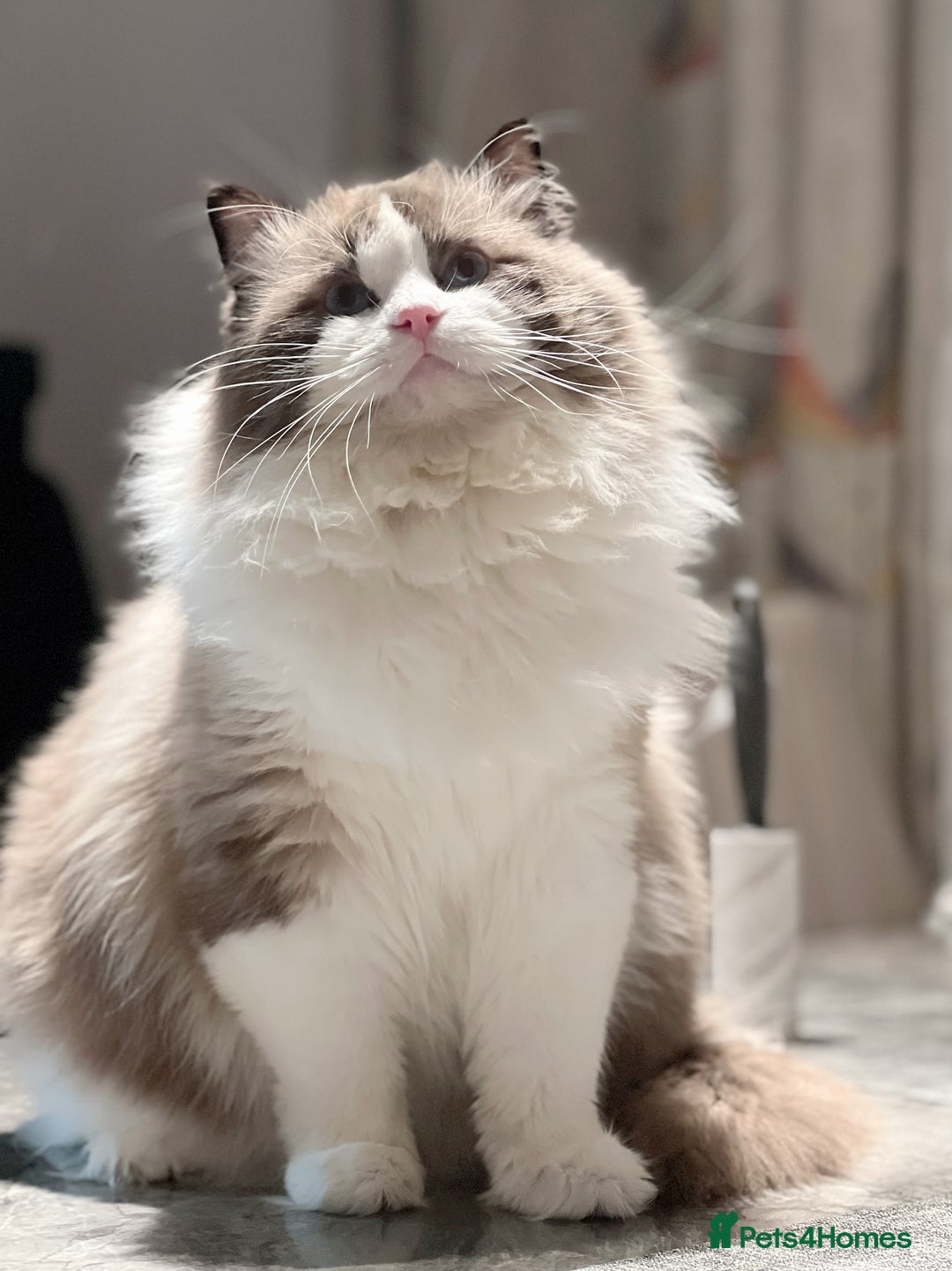 Ragdoll cats for stud: 5 Pedigree TICA European Famous R-Bloodline  in London - Image 19