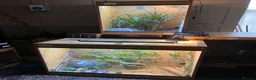 Chameleon reptiles for sale: Yemen Chameleon + Vivarium Setup Kit - Advert 11