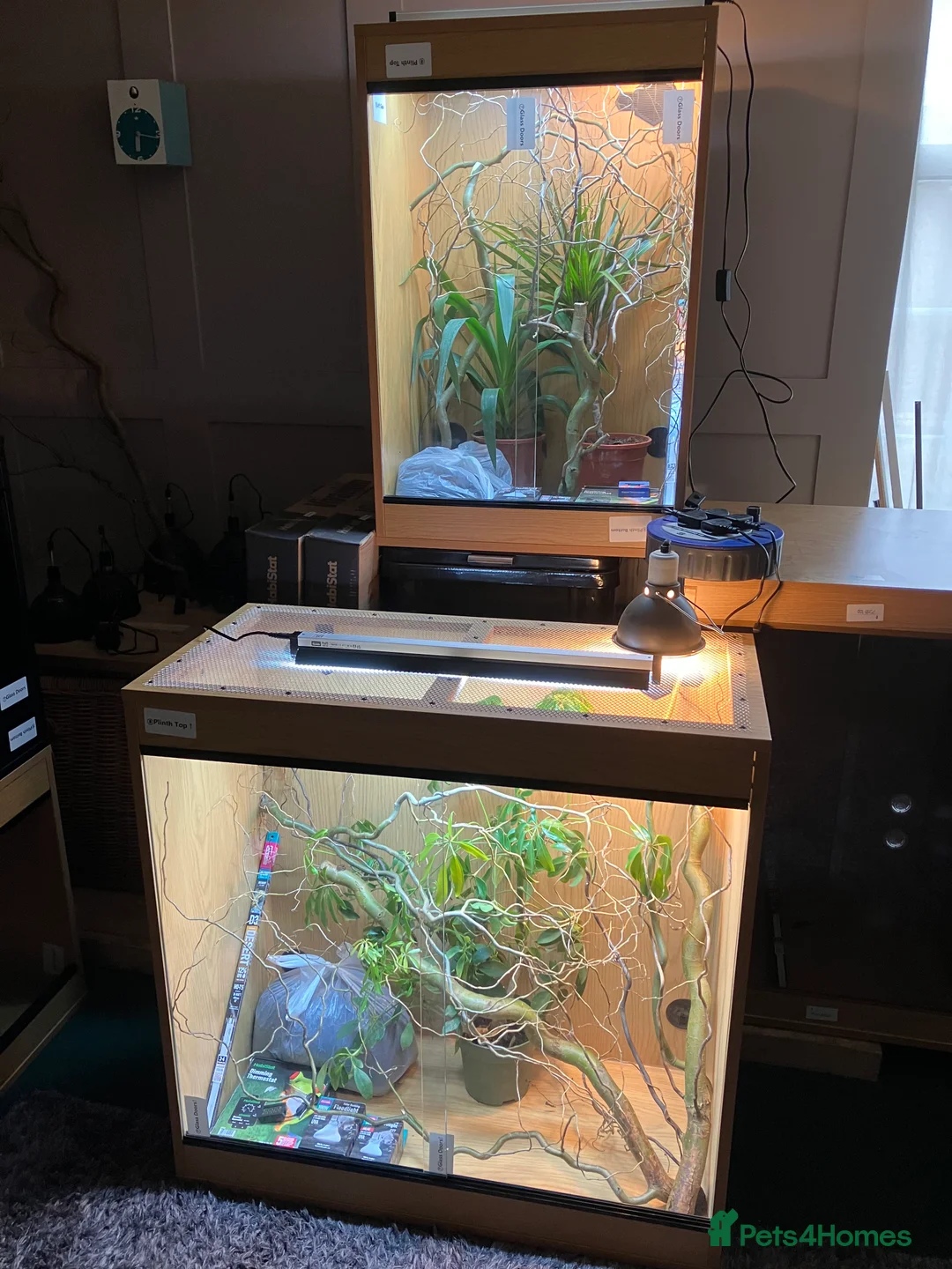 Chameleon reptiles for sale: Yemen Chameleon + Vivarium Setup Kit - Advert 11