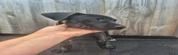 Presa Canario dogs for sale: Presa Canario Puppies ♥️  - Advert 11