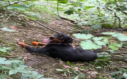 Rottweiler dogs for sale: Siblings Rottweiler boy & girl  - Image 2