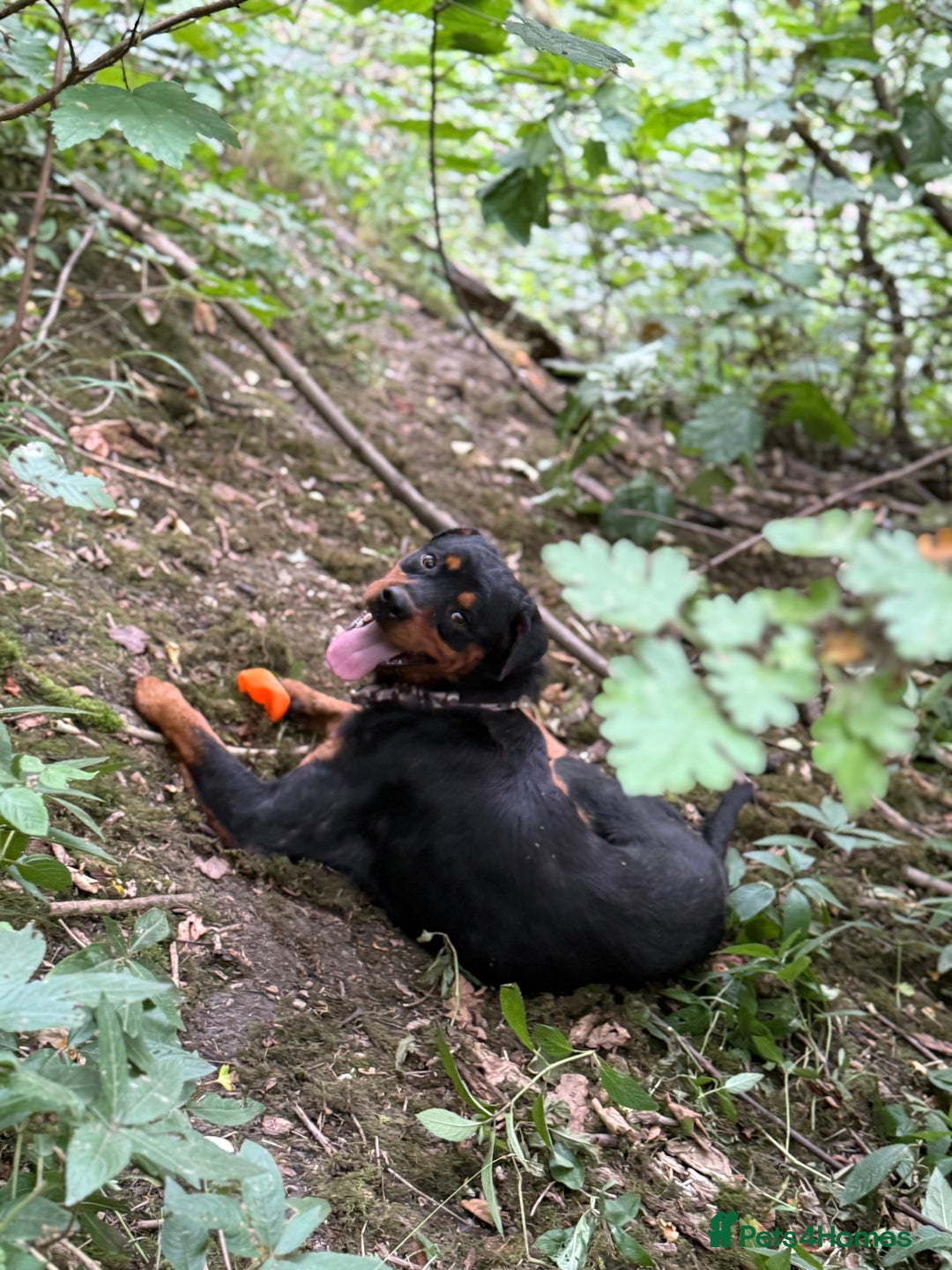 Rottweiler dogs for sale: Siblings Rottweiler boy & girl  - Image 2