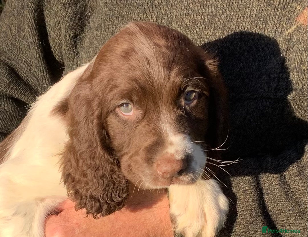 English Springer Spaniel dogs for sale: Springer Spaniel Puppies - Advert 12