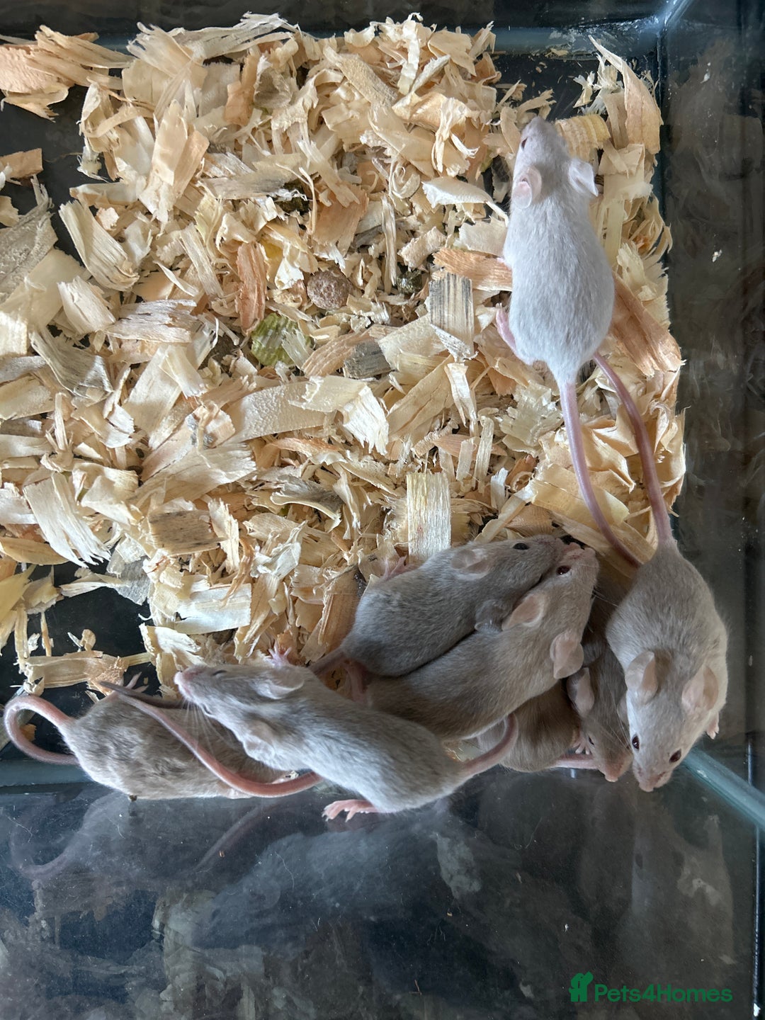Mouse rodents for sale: Fancy mice babies males and females in Manchester - Image 3