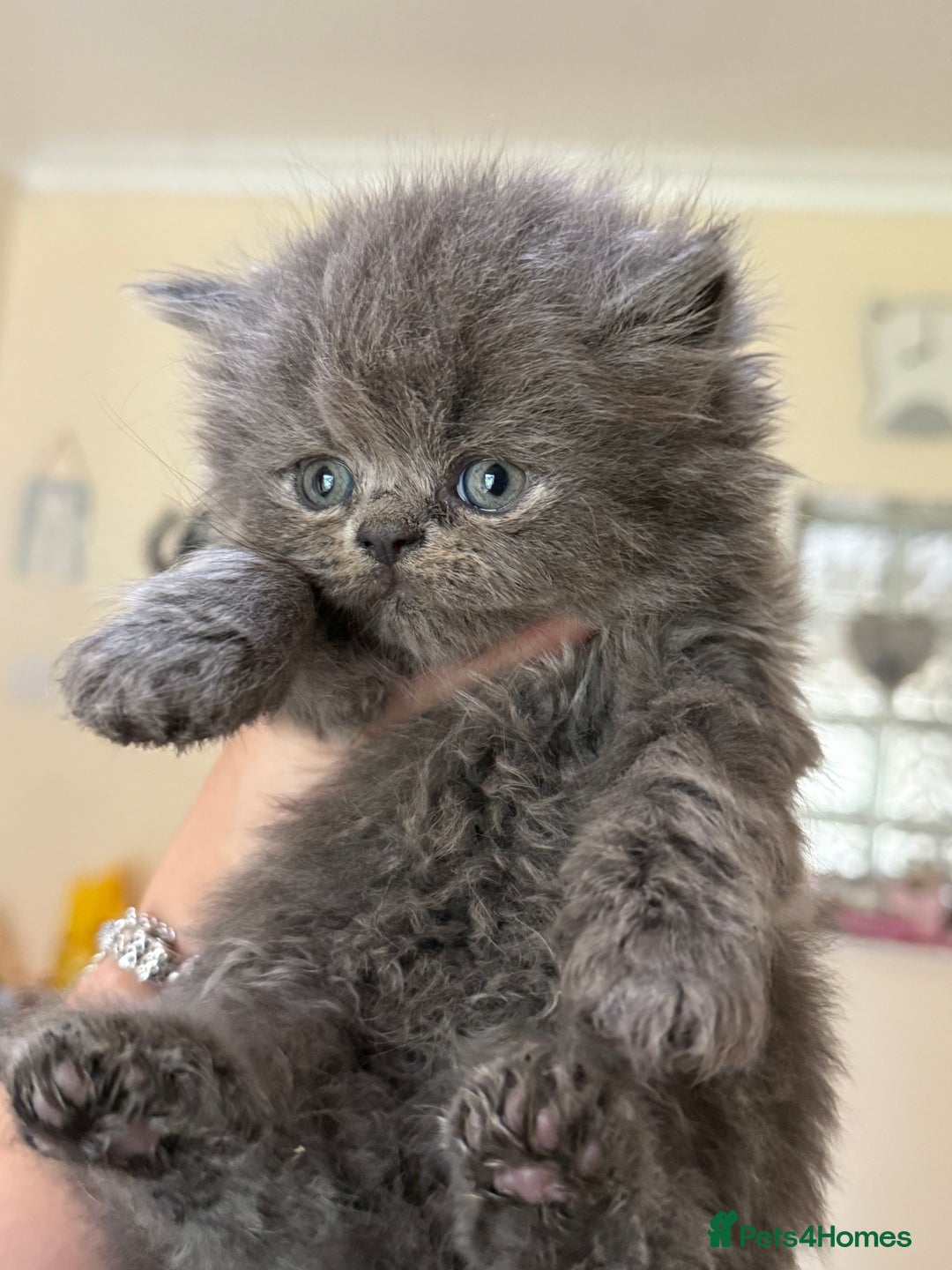 Persian cats for sale: GCCF show quality Persian kittens  - Image 4