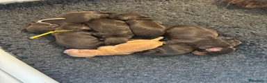 Cocker Spaniel 1