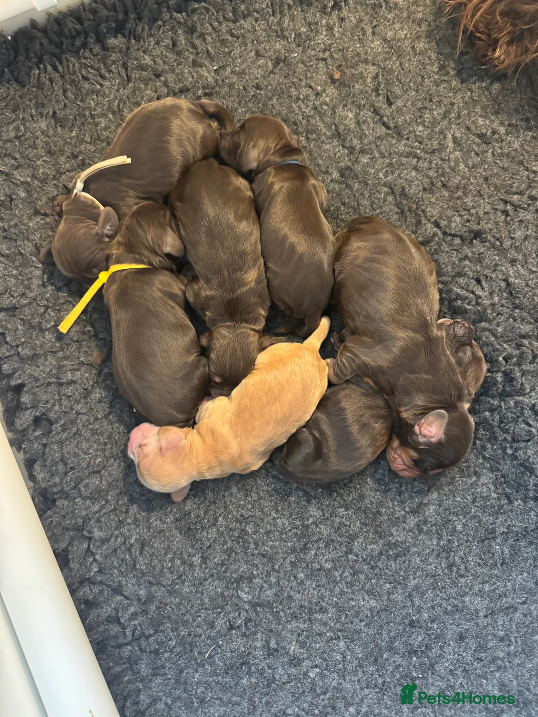 Cocker Spaniel dogs for sale: Chocolate cocker spaniels health tested parents  - Advert 20