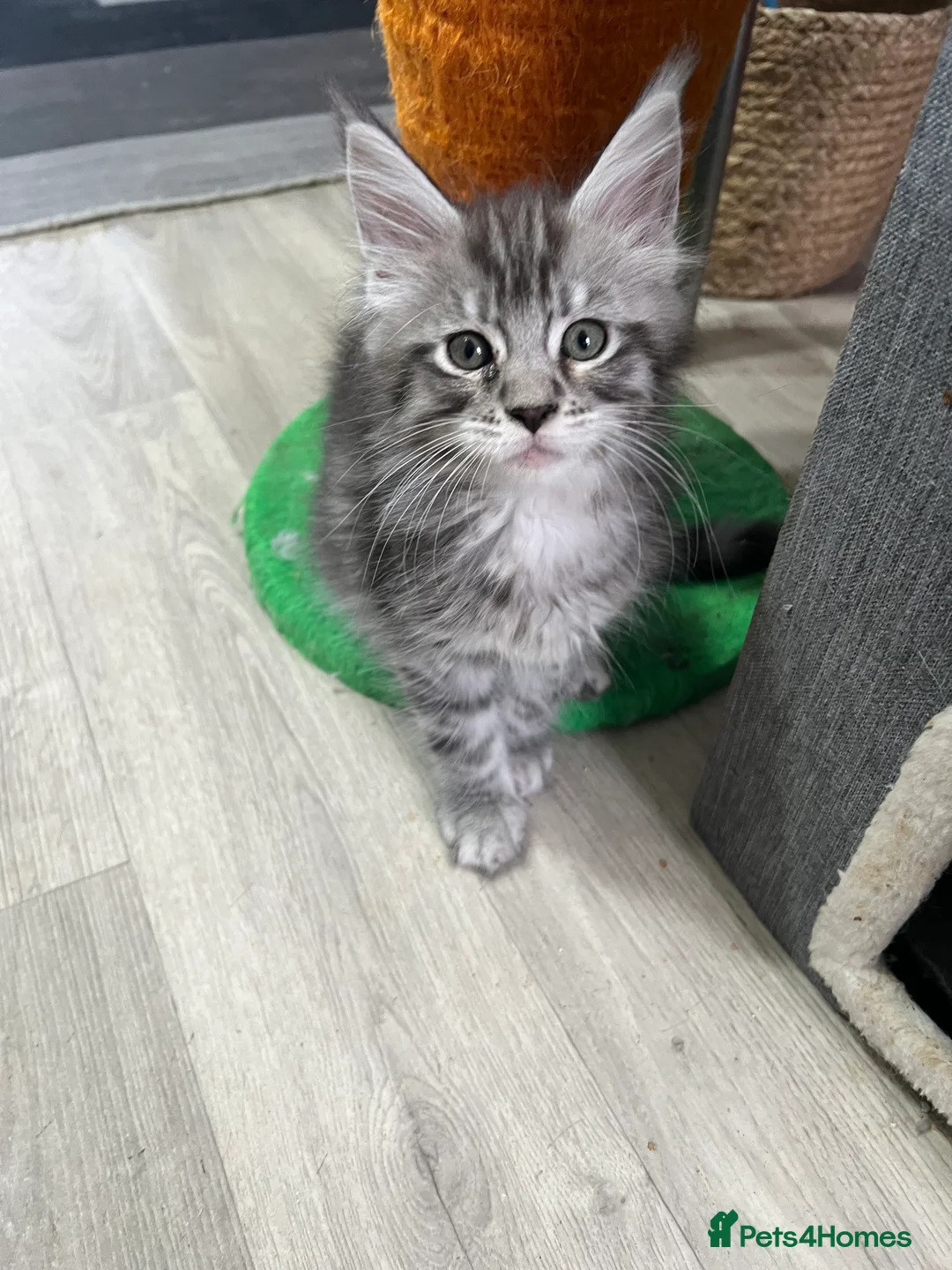 Maine Coon cats for sale: Maine Coon kittens - Advert 29