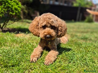 Miniature Poodle dogs PROVEN Miniature Poodle Stud - Champion Lines KC in Orpington - Advert 7