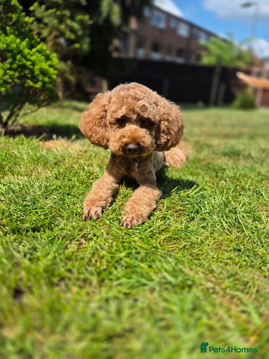 Miniature Poodle dogs for stud: PROVEN Miniature Poodle Stud - Champion Lines KC in Orpington - Advert 1