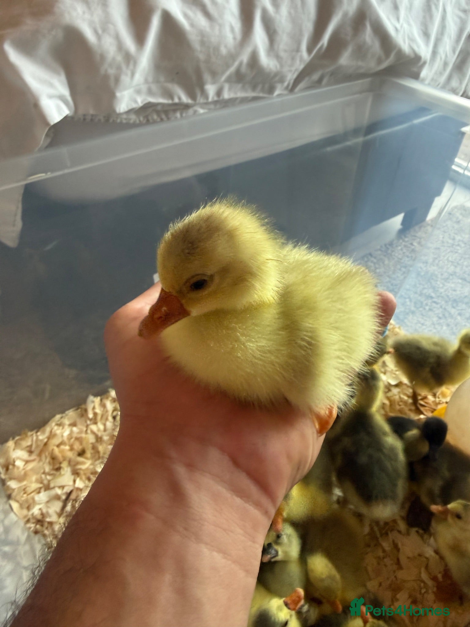 Geese poultry Hybrid Mixed Embden African Goslings Goose Chicks - Advert 14