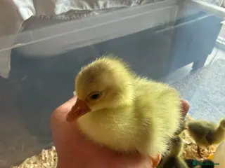 Geese poultry Hybrid Mixed Embden African Goslings Goose Chicks - Advert 14
