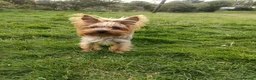 Yorkshire Terrier dogs for sale: Puppies Yorkshire terrier  - Advert 3