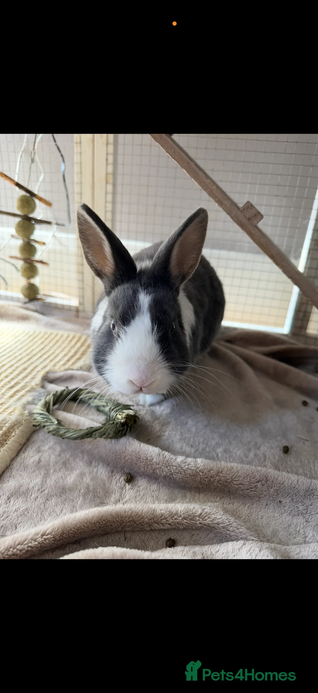 Dwarf Lop rabbits for sale: Grey and white dwarf bunny in Aylesbury - Advert 1