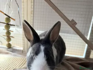 Dwarf Lop rabbits Grey and white dwarf bunny in Aylesbury - Advert 1