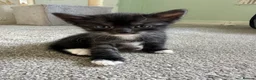 Mixed Breed cats for sale: Two beautiful boys - Advert 5