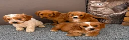 Cockalier dogs for sale:  Beautiful Cockalier puppies  - Advert 1
