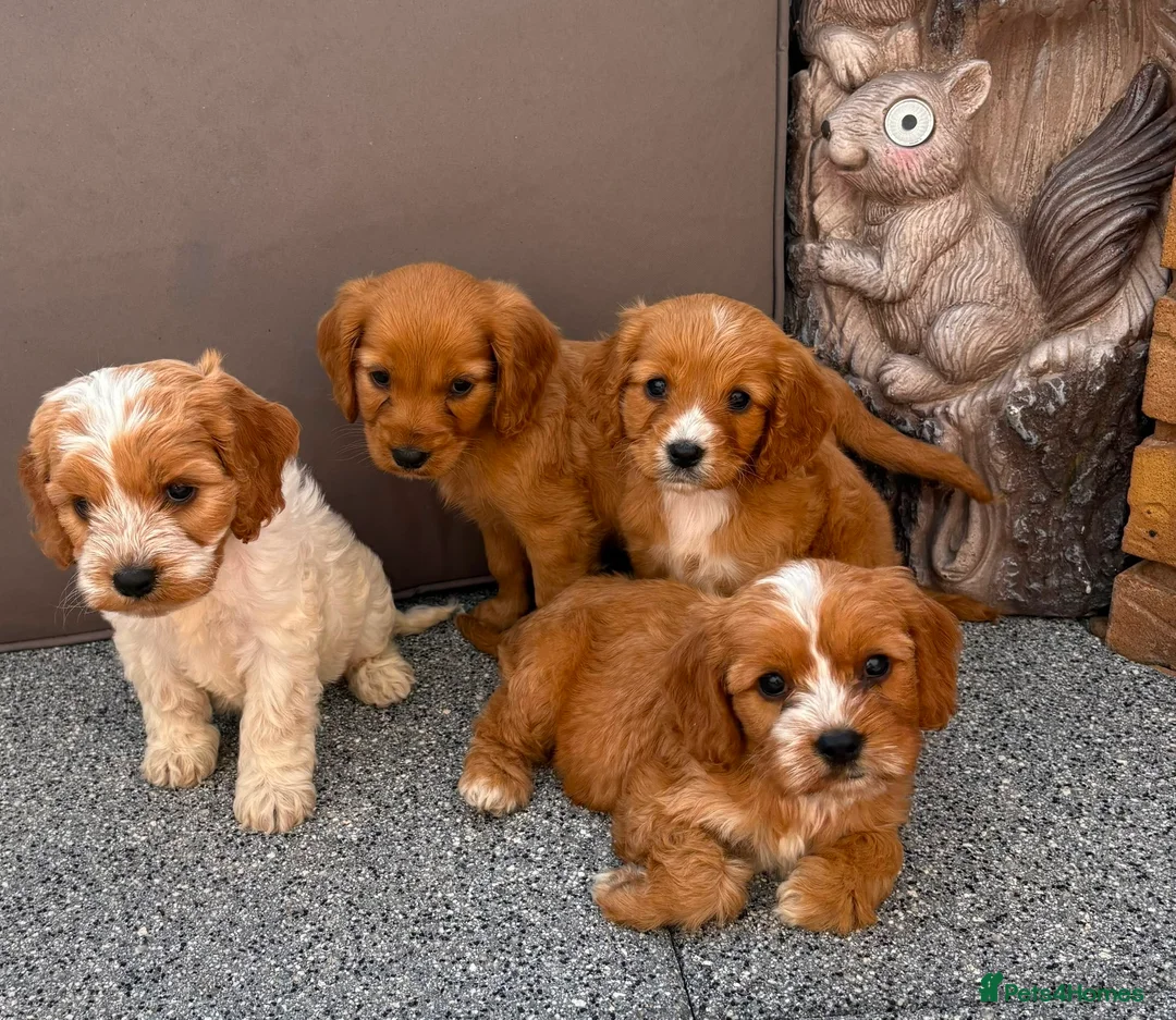 Cockalier dogs for sale:  Beautiful Cockalier puppies  - Advert 1