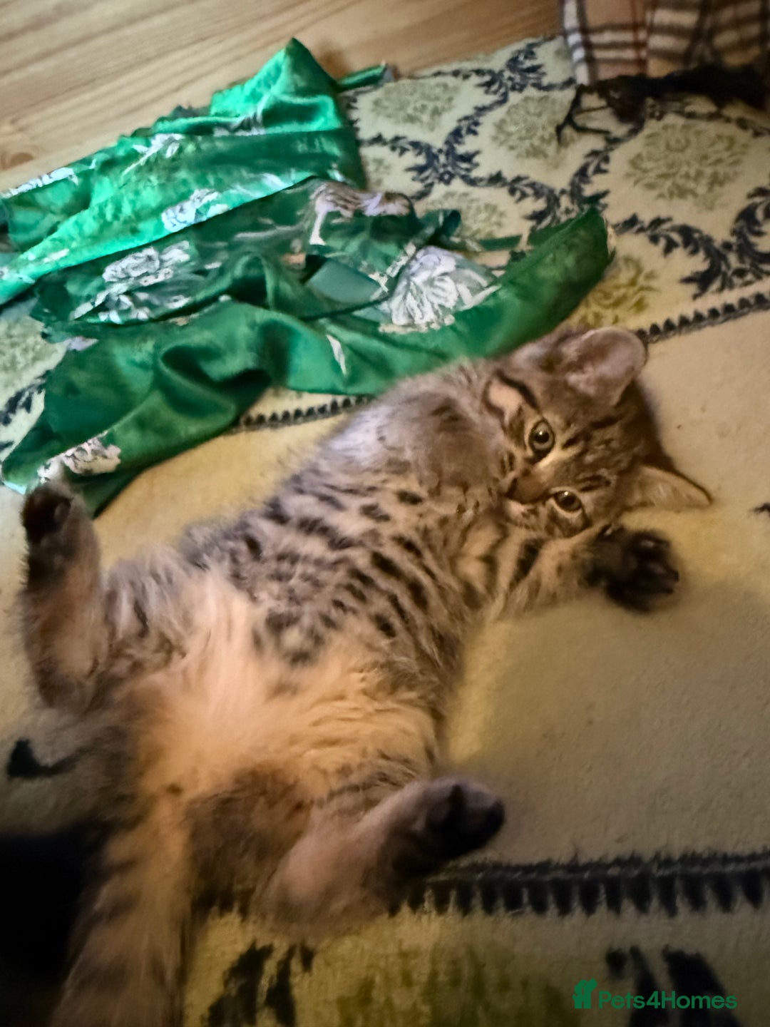 Ragdoll cats for sale: 3 x Female Kittens Ready Now  - Image 4