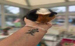 Guinea Pig rodents for sale: Male baby guineapigs  - Image 1