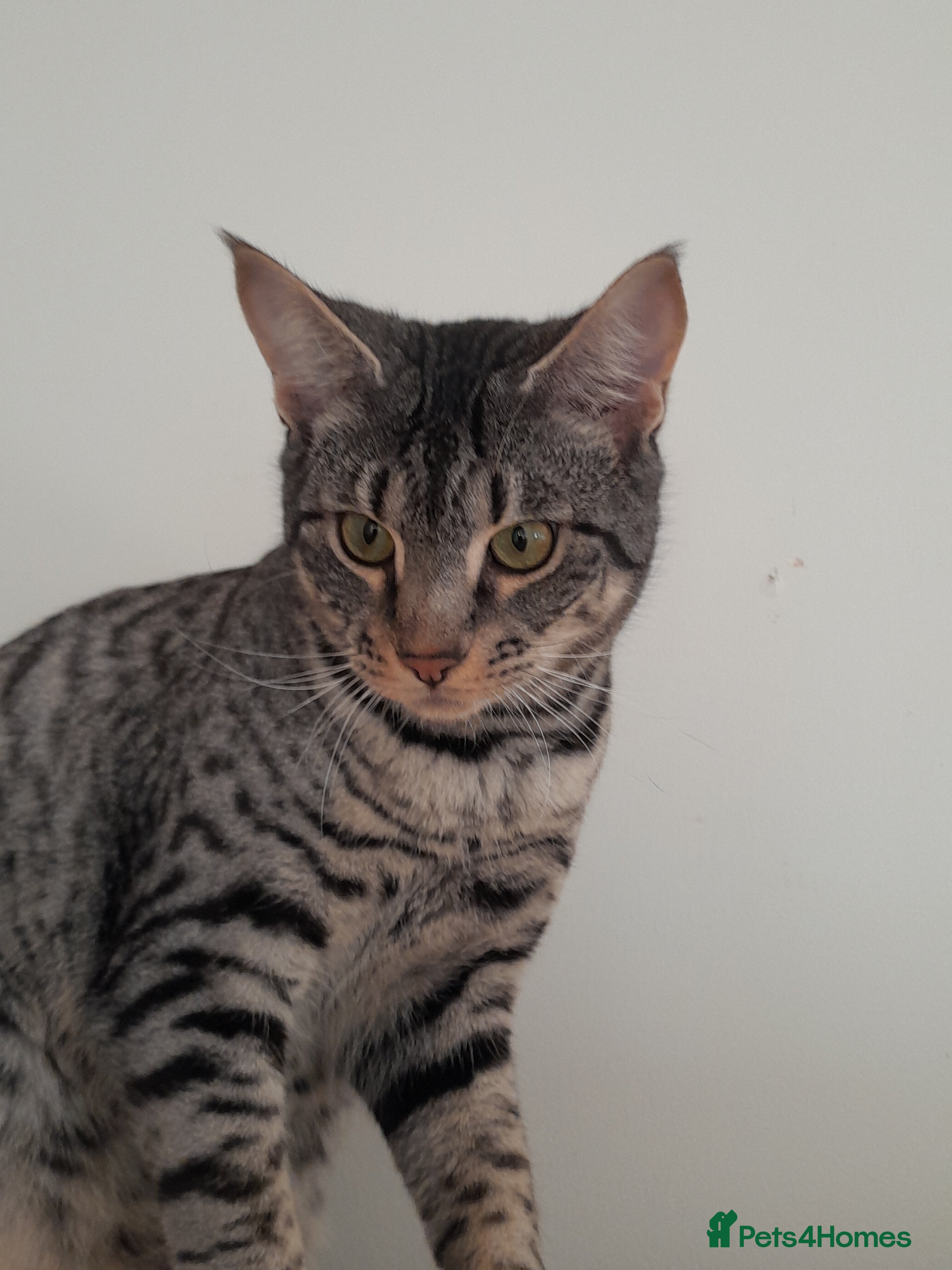 Savannah cats Full Pedigree F5 TICA reg Savannah Girl Kitten - Advert 12