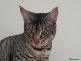 Savannah cats Full Pedigree F5 TICA reg Savannah Girl Kitten - Advert 12