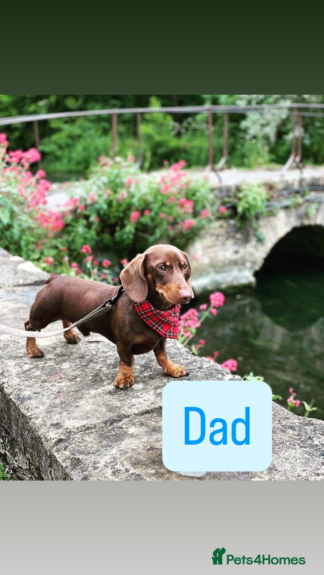 Dachshund dogs for sale: Dachshund puppy’s  - Advert 2