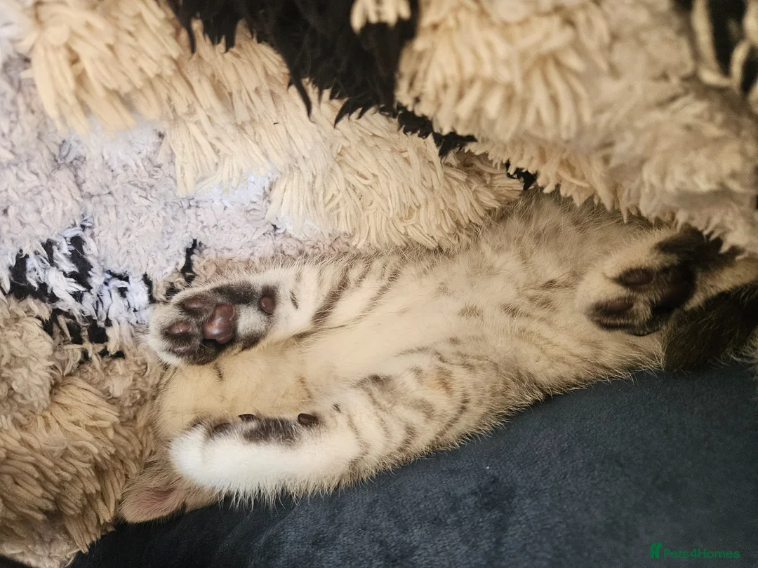 Scottish Fold cats for sale: Stunning 8 week old Scottish fold - Advert 5