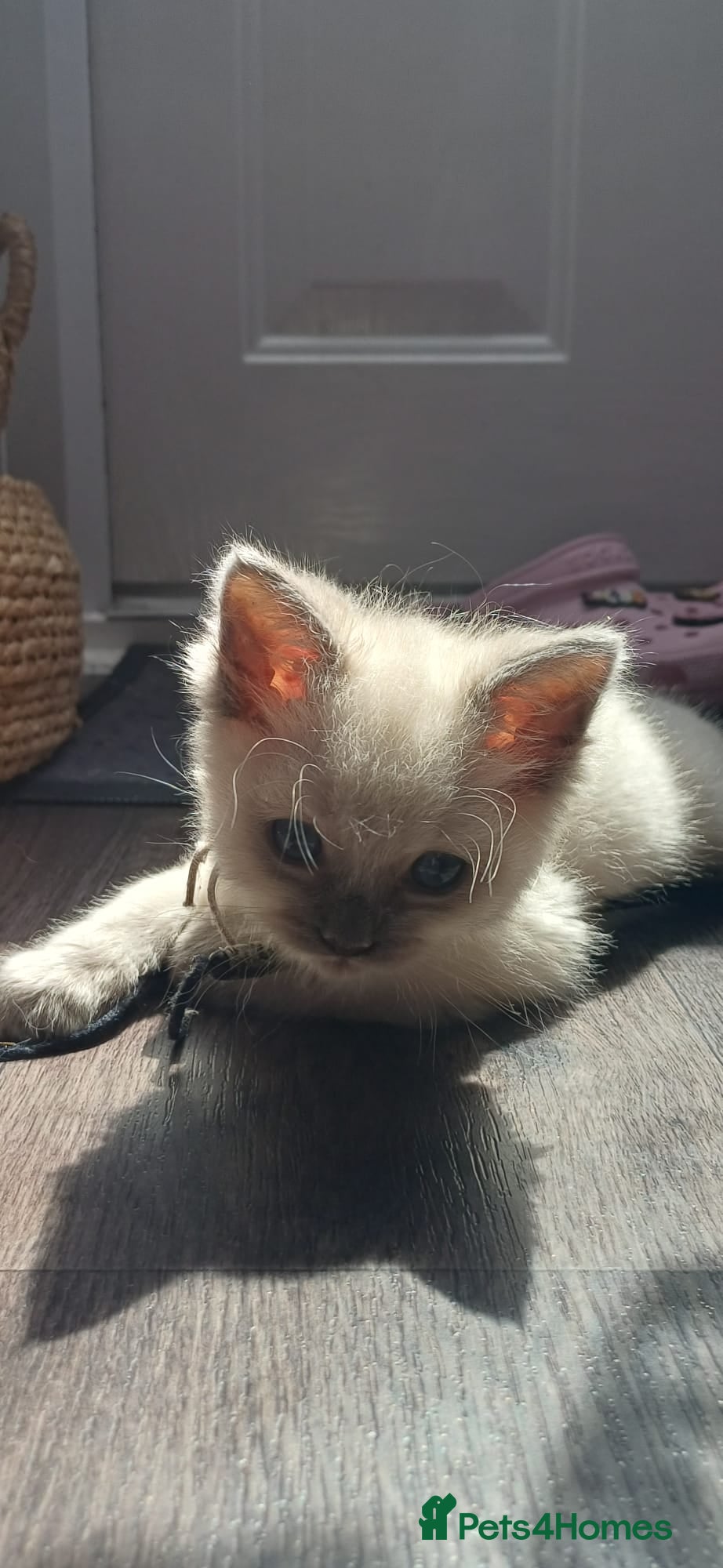 Ragdoll cats for sale: Gorgeous Ragdoll kittens  in Tetbury - Advert 4