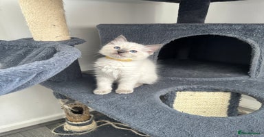 Ragdoll cats - Advert 11