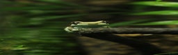 Frog reptiles for sale: WANTED: ADULT MILK FROGS - Advert 3