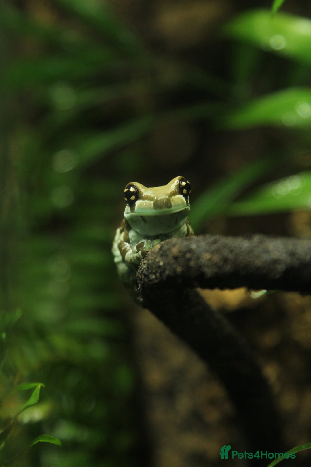 Frog reptiles for sale: WANTED: ADULT MILK FROGS - Advert 3