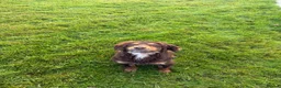 Cocker Spaniel dogs for sale: 3 male cocker spaniel pups for sale - Advert 2