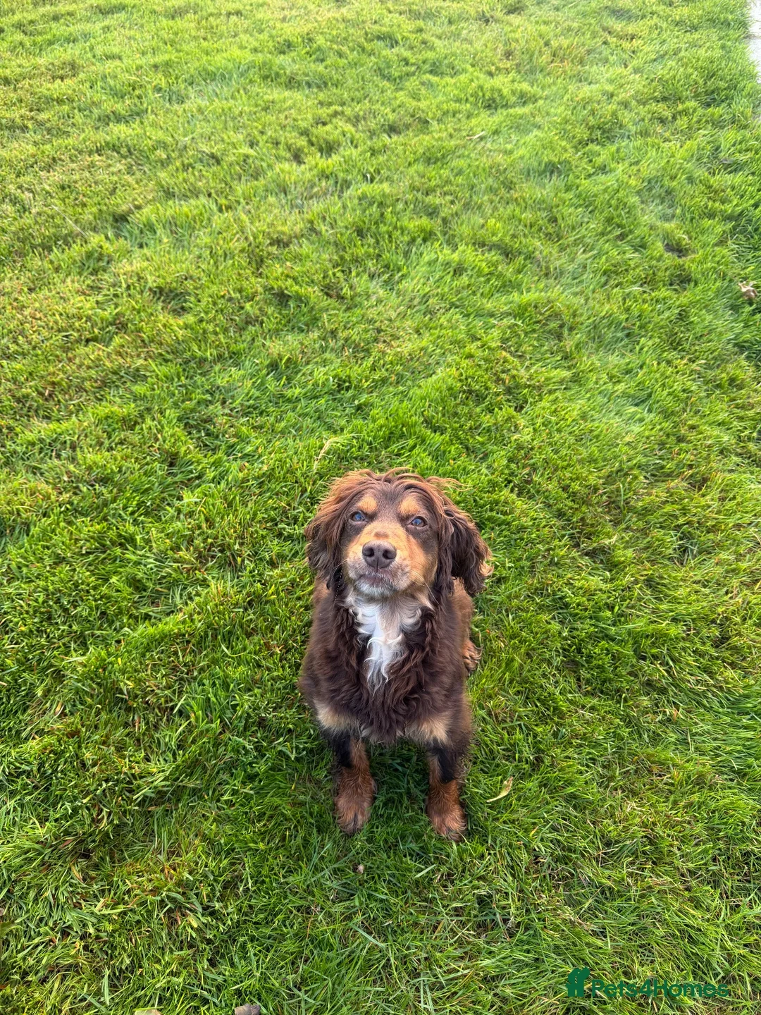 Cocker Spaniel dogs for sale: 3 male cocker spaniel pups for sale - Advert 2