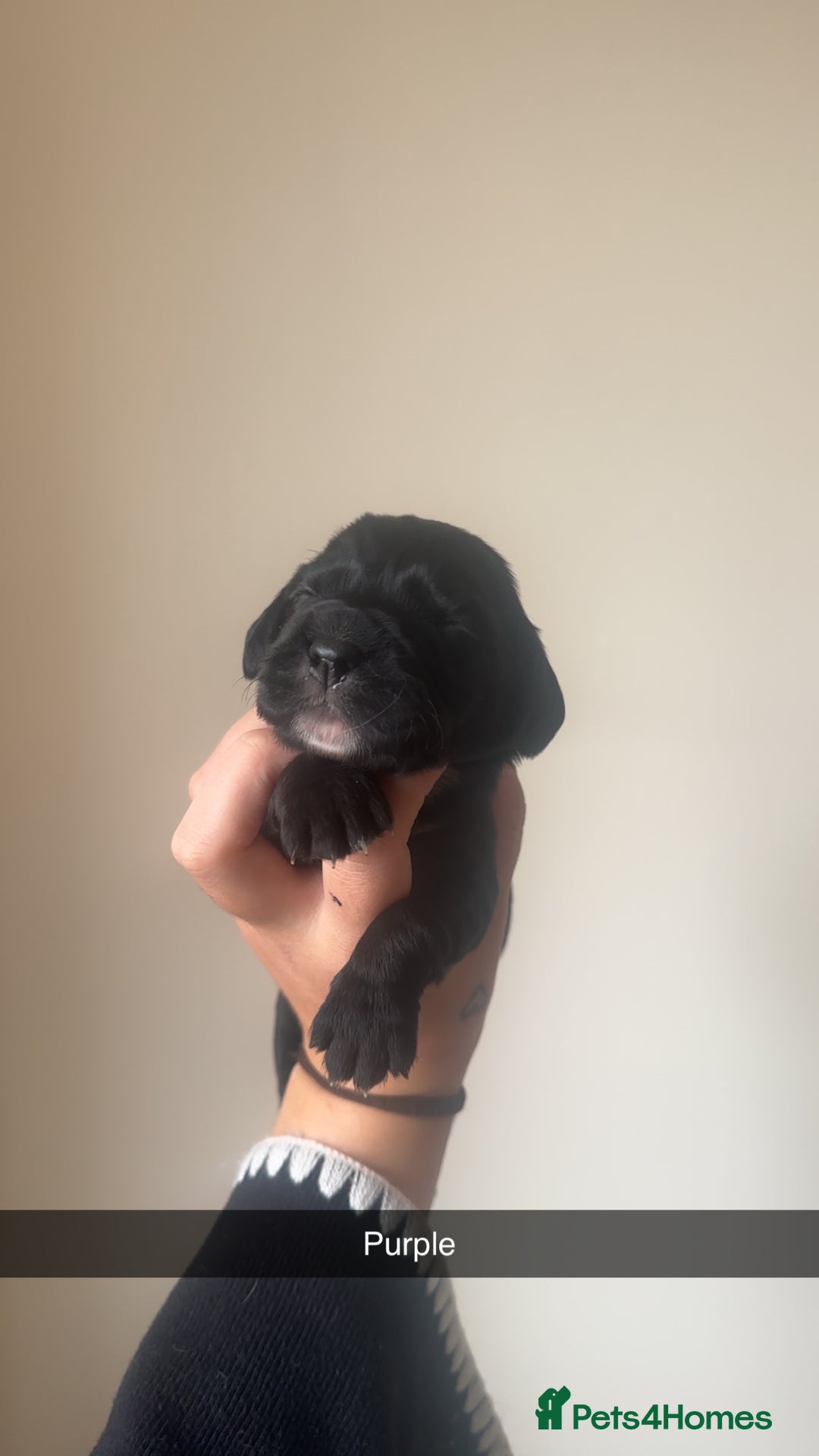 Cocker Spaniel dogs for sale: English Cocker spaniel puppies  - Image 9