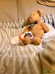 Cocker Spaniel Puppy 4