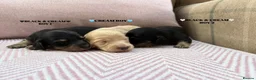 Miniature Dachshund dogs for sale: KC LONG HAIRED CREAM MINIATURE DACHSHUNDS🤍 - Advert 8