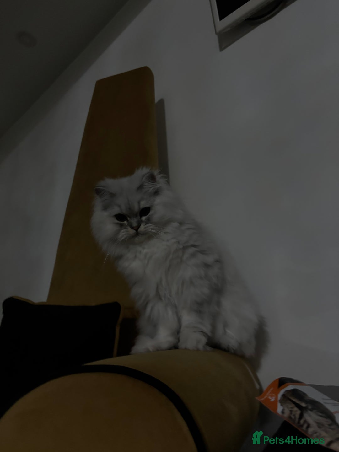 Persian cats for sale: 2 year old male Persian doll face chinchilla  - Image 14