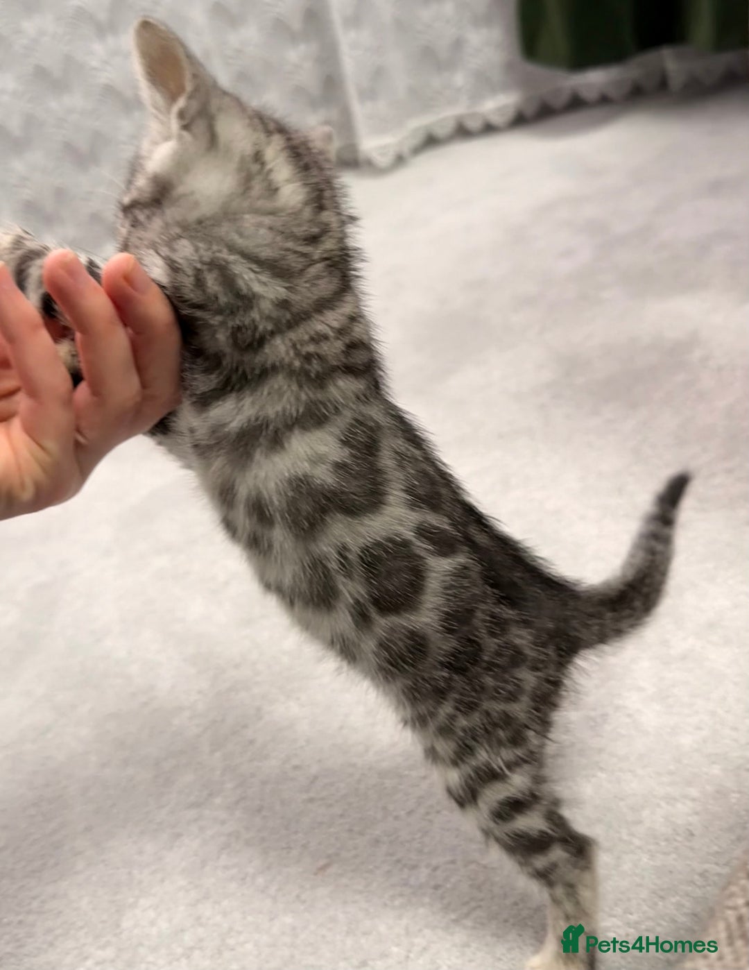 Bengal cats for sale: Bengal kittens - Advert 1